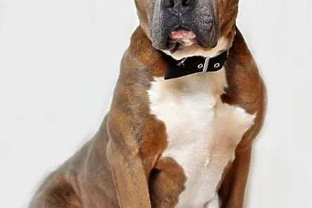 Paddy amstaff szuka domu