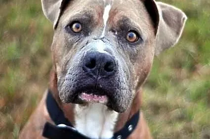 Paddy amstaff szuka domu
