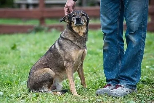 6 letni TOBI szuka domku, takiego na zawsze