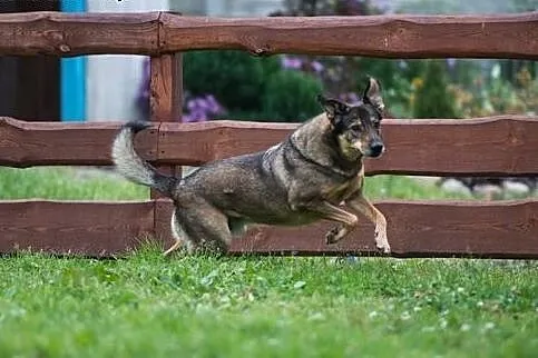 6 letni TOBI szuka domku, takiego na zawsze
