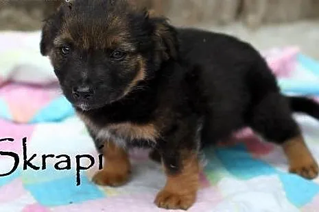 Maluszki do adopcji,  mazowieckie Warszawa