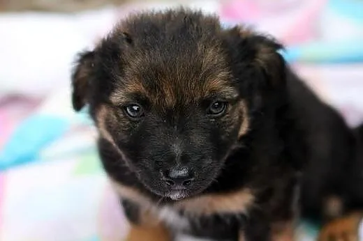 Maluszki do adopcji,  mazowieckie Warszawa