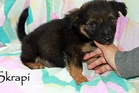 Maluszki do adopcji,  mazowieckie Warszawa