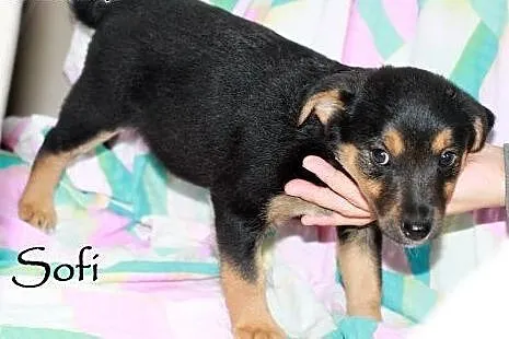 Maluszki do adopcji,  mazowieckie Warszawa