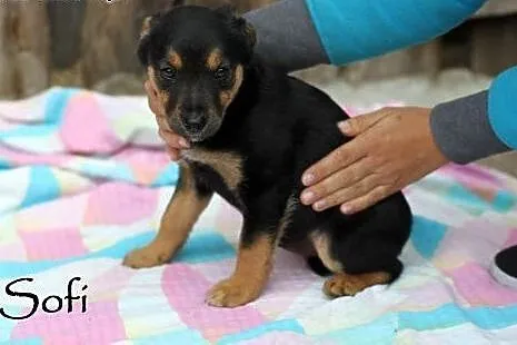 Maluszki do adopcji,  mazowieckie Warszawa