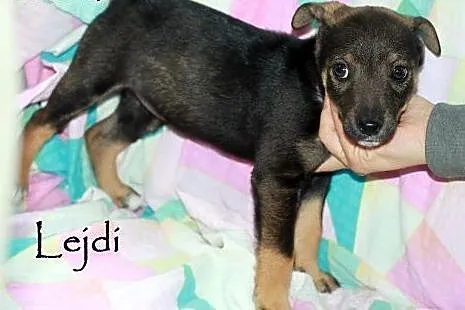 Maluszki do adopcji,  mazowieckie Warszawa