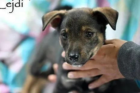 Maluszki do adopcji,  mazowieckie Warszawa