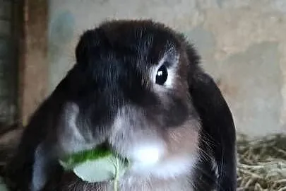 Króliki baranki miniaturowe, Podkarpackie, Maćkowice