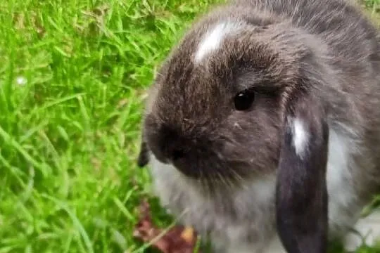 Króliki baranki miniaturowe, Podkarpackie, Maćkowice