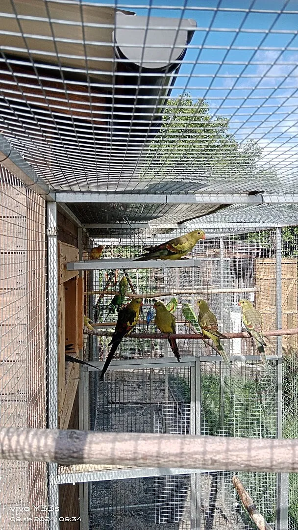 Rozelle białolice rubinio, Papugi górskie., Śląskie, Siemianowice Śląskie