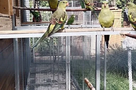 Rozelle białolice rubinio, Papugi górskie., Śląskie, Siemianowice Śląskie