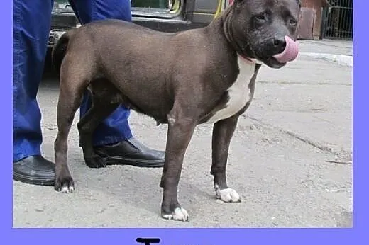 Tara - amstafka do adopcji,  śląskie Katowice