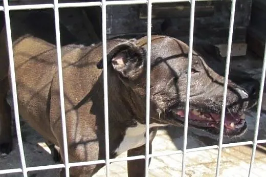 Tara - amstafka do adopcji,  śląskie Katowice