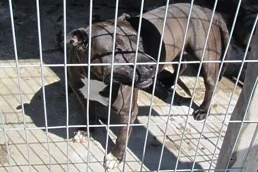 Tara - amstafka do adopcji,  śląskie Katowice