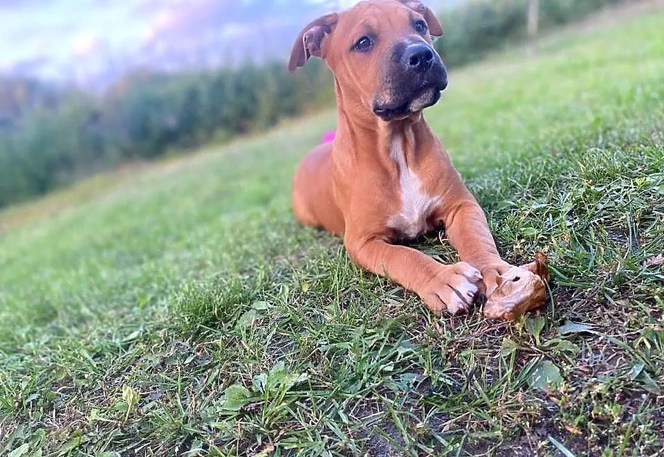 Szczeniak amstaff, Mazowieckie, Konstancin-Jeziorna
