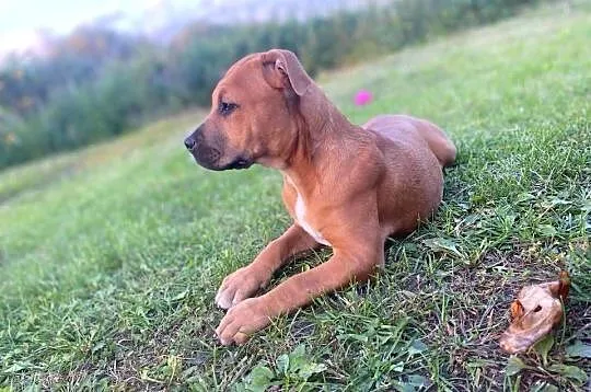 Szczeniak amstaff, Mazowieckie, Konstancin-Jeziorna