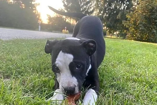 Szczeniak amstaff, Mazowieckie, Konstancin-Jeziorna
