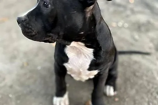 Szczeniak amstaff, Mazowieckie, Konstancin-Jeziorna