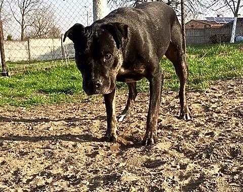 Feluś zabrany ze schroniska szuka kochającego domu