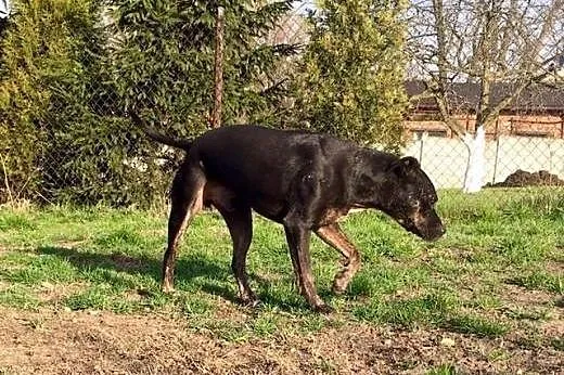 Feluś zabrany ze schroniska szuka kochającego domu