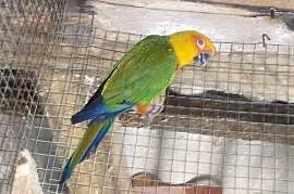 Konura obnistobrzucha