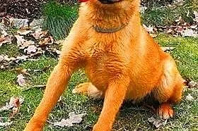 LAKI - roczny, delikatny i nieśmiały psiak; do adopcji,  wielkopolskie Poznań, Wielkopolskie, Poznań