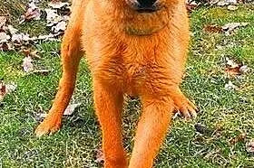 LAKI - roczny, delikatny i nieśmiały psiak; do adopcji,  wielkopolskie Poznań, Wielkopolskie, Poznań