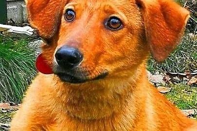 LAKI - roczny, delikatny i nieśmiały psiak; do adopcji,  wielkopolskie Poznań, Wielkopolskie, Poznań