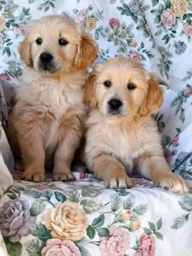 Most beautiful and outstanding Golden Retriever puppies ready to make a new family awe, , Sawiniec