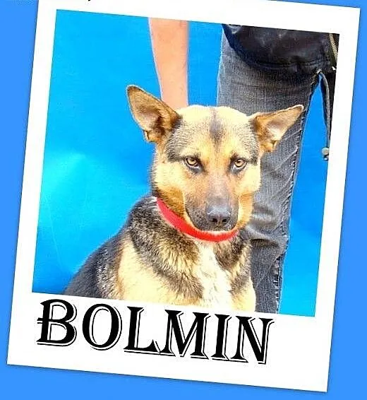 Mniejszy od owczarka,łagodny pies BOLMIN.Adopcja,