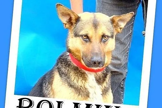 Mniejszy od owczarka,łagodny pies BOLMIN.Adopcja, mazowieckie Warszawa