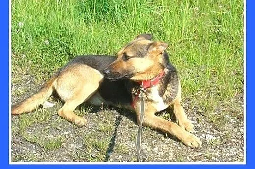 Mniejszy od owczarka,łagodny pies BOLMIN.Adopcja, 