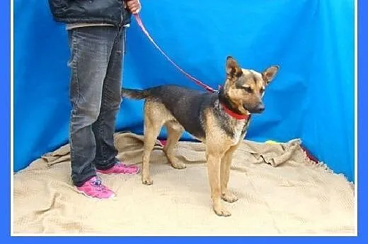 Mniejszy od owczarka,łagodny pies BOLMIN.Adopcja, 