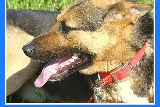 Mniejszy od owczarka,łagodny pies BOLMIN.Adopcja, 