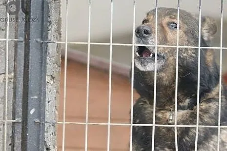 Lester świetny psiak w sam raz do twojego ogrodu, 