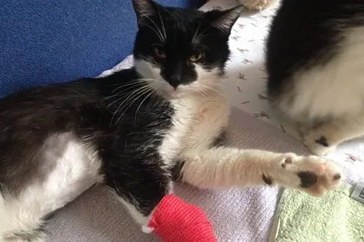 Bonifacy szuka domu! &#9829;,  dolnośląskie Je