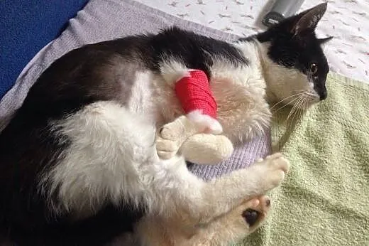 Bonifacy szuka domu! &#9829;,  dolnośląskie Je
