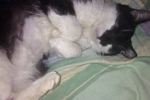Bonifacy szuka domu! &#9829;,  dolnośląskie Je