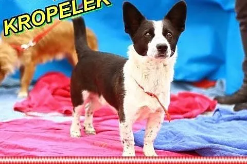 Malutki, nakolankowy,przyjazny Kropelek szuka opiekuna .ADOPCJA !,  małopolskie Kraków