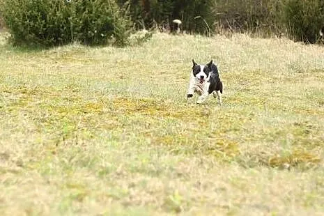 Malutki, nakolankowy,przyjazny Kropelek szuka opie