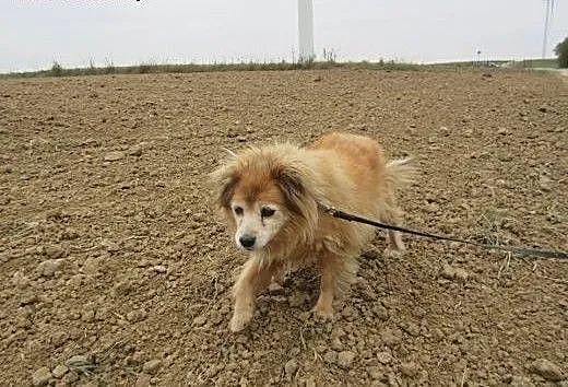 Minia szuka domu , podkarpackie Przemyśl
