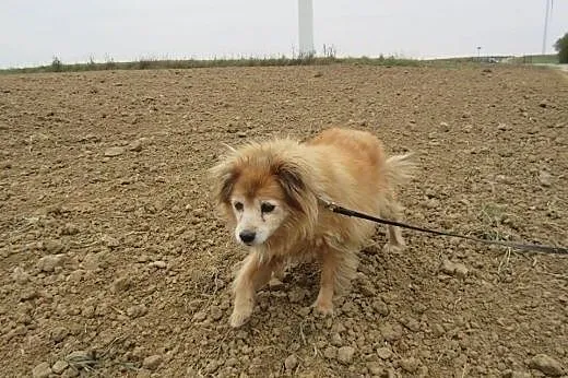 Minia szuka domu ,  podkarpackie Przemyśl