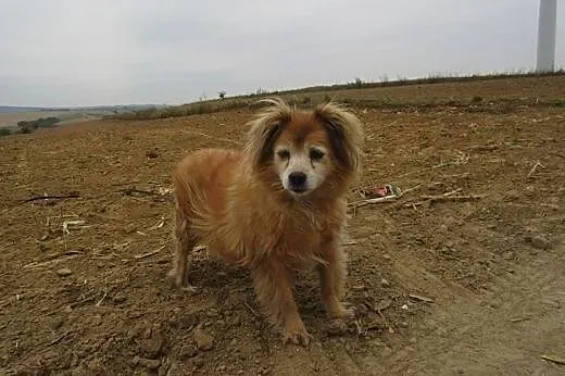 Minia szuka domu ,  podkarpackie Przemyśl