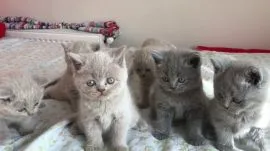 Slodkie Kocięta Brytyjskie  / Slodkie Kocięta Brytyjskie