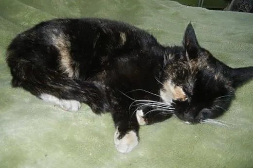 Śliczna kotka Hanulka do adopcji,  łódzkie Łódź