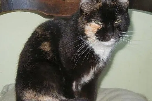 Śliczna kotka Hanulka do adopcji,  łódzkie Łódź