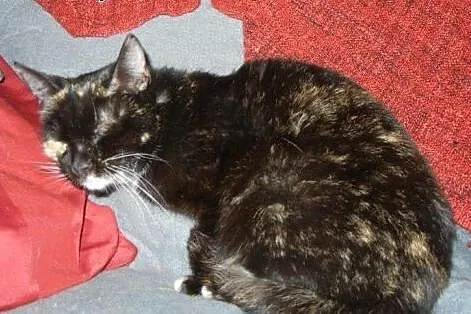Śliczna kotka Hanulka do adopcji,  łódzkie Łódź