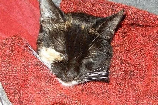 Śliczna kotka Hanulka do adopcji,  łódzkie Łódź