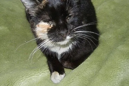 Śliczna kotka Hanulka do adopcji,  łódzkie Łódź