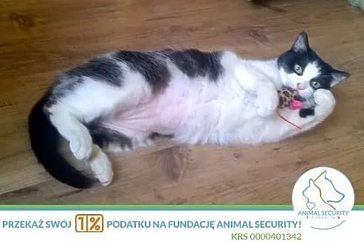 Pani Poppers przemiła dorosła kotka szuka kochając